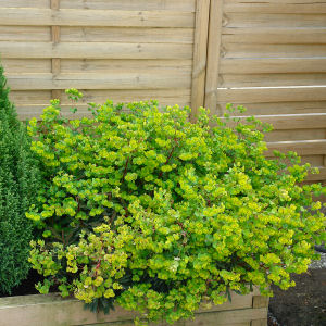 Lechetrezna de bosque 'Purpurea' - Euphorbia amygdalo�des 'Purpurea'