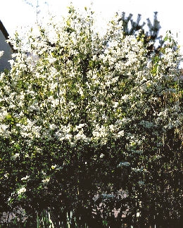 Exochorde - Exochorda racemosa ou exochorda grandiflora