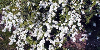 Exochorde - Exochorda racemosa ou exochorda grandiflora