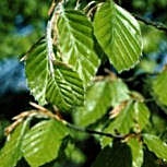 Les feuilles du h�tre ressemblent � celles du charme