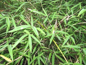 Fargesia angustissima