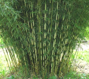Fargesia robusta Pingwu