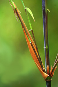 Fargesia scabrida Asian Wonder
