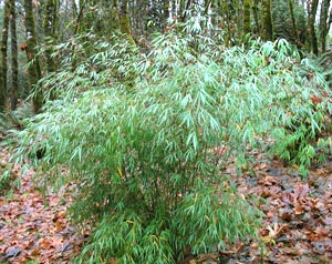 Fargesia scabrida Asian Wonder