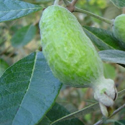Fruits du goyavier de Montevideo