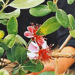 Fleurs du goyavier de Montevideo
