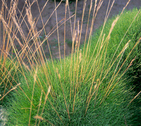 Festuca gautieri - Festuca gautieri
