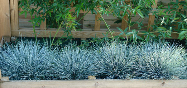 F�tuque bleue - Festuca glauca Elijah Blue - La f�tuque bleue peut �tre utilis�e de multiples fa�ons