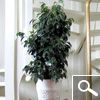 Ficus benjamina 'Danielle' ou Figuier pleureur - plante d'int�rieur