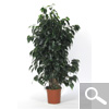 Ficus benjamina 'Danielle' ou Figuier pleureur - plante d'int�rieur