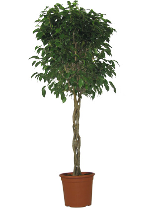 Braided Ficus Benjamina Tree - Pot D. 25 cm - Ficus benjamina 'Danielle' - Indoor plant