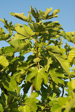 Figuier 'Goutte d'or' Figuier 'Goutte d'or'