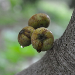 Figuier 'Goutte d'or'
