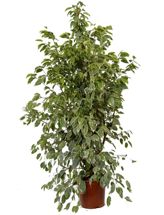 Ficus 'Golden King' - Pot D. 21 cm - Ficus 'Golden King' - Plante d'int�rieur