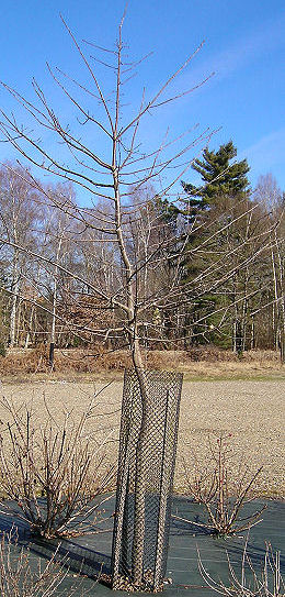 Protective Netting for Trees