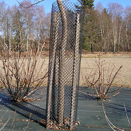 Protective Netting for Trees