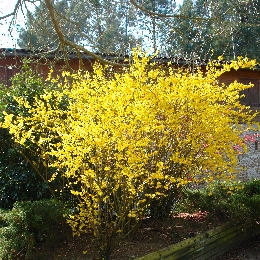 Forsythia