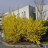 Forsythia en fleurs