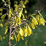 Fleurs du forsythia