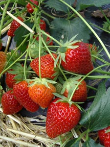Fraisier 'Charlotte' - Fragaria vesca 'Charlotte'