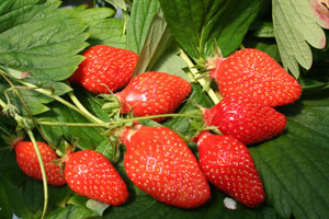 Strawberry plant 'Gariguette' - Fragaria vesca 'Gariguette'