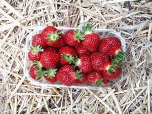 Morangueiro 'Manille' - Fragaria vesca 'Manille'