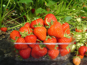 Morangueiro 'Matis' - Fragaria vesca 'Matis'