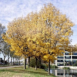 European Ash  - Common Ash - Fraxinus excelsior 