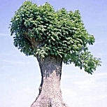 European Ash  - Common Ash - Fraxinus excelsior 