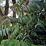 European Ash - Common Ash - Fraxinus excelsior