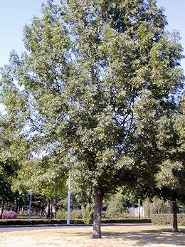 European Ash - Common Ash - Fraxinus excelsior