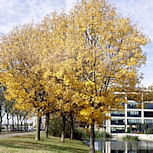 European Ash - Common Ash - Fraxinus excelsior