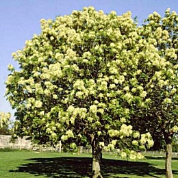 Fr�ne � fleurs