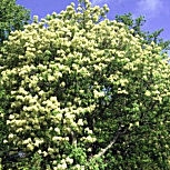 Fr�ne � fleurs