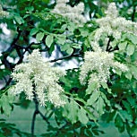 Fleurs du fr�ne � fleurs