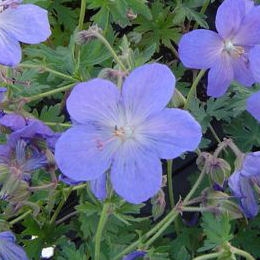 Flores do Ger�nio 'Johnson Blue' - Geranium 'Johnson Blue'
