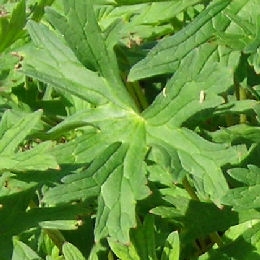 Folhagem do Ger�nio 'Johnson Blue' - Geranium 'Johnson Blue'