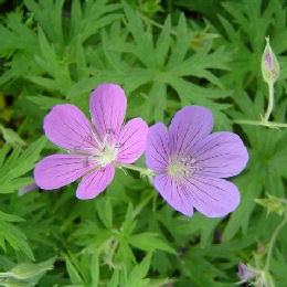 Flowers of Geranium 'Nimbus' - Geranium 'Nimbus'