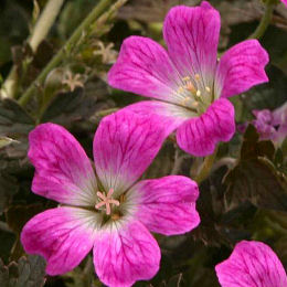 Flores del Geranio vivaz 'Orkney Cherry' - Geranium 'Orkney Cherry'