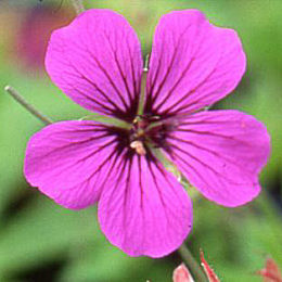 Flores do Ger�nio 'Patricia' - Geranium 'Patricia'
