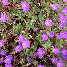 Fleurs du g�ranium 'Rozanne' - Geranium 'Rozanne'