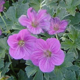 Flowers of Geranium 'Russel Prichard' - Geranium x riversleaianum 'Russel Prichard'