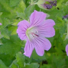 Fleurs du g�ranium 'Sirak' - Geranium 'Sirak'
