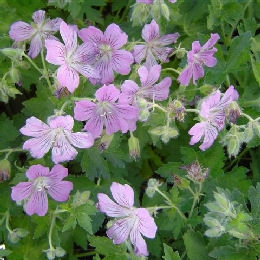 Le geranium Sirak est le parfait m�lange de ses deux esp�ces m�res
