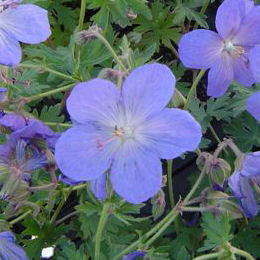G�ranium 'Johnson Blue'   / Geranium 'Johnson Blue'