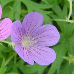 G�ranium 'Johnson Blue'  / Geranium 'Johnson Blue'