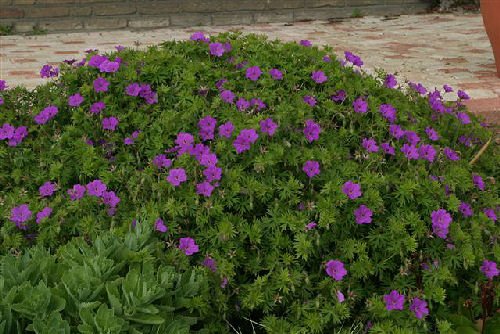 Flores del Geranio vivaz 'Tiny Monster' - Geranium 'Tiny Monster'