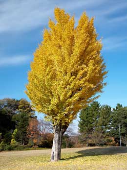 Ginkgo biloba