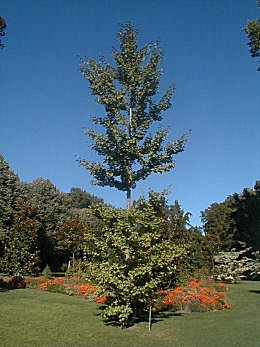 Ginkgo biloba 