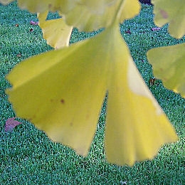 Feuille bilob�e du ginkgo biloba